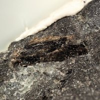 Lamprophyllite