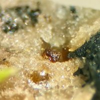 Jahnsite-(CaMnMn)