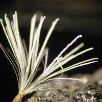 Salammoniac