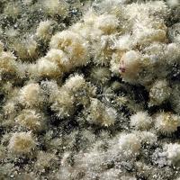Adranosite