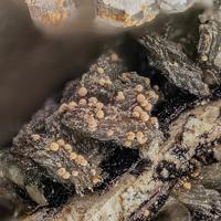 Calcioancylite-(Nd)