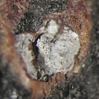 Rankamaite, Wodginite, Cassiterite
