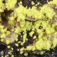 Ianthinite, Parauranophane, Uranopilite
