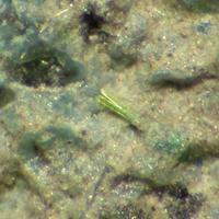 Calciopetersite