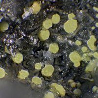 Ecdemite, Fluorite