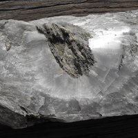 Ulexite