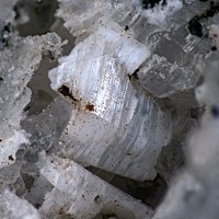 Farneseite