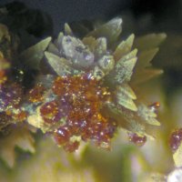 Earlshannonite, Siderite