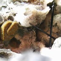 Aenigmatite, Tuhualite