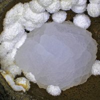 Dachiardite-Ca, Mordenite