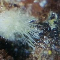 Calamaite
