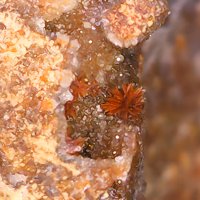 Carminite
