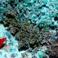 Tangeite, Duftite, Dioptase