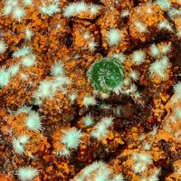 Agardite-(Nd), Adamite