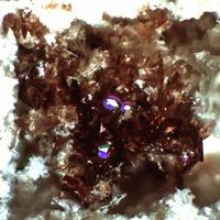 Canutite