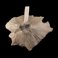 Ulexite
