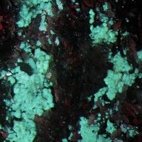 Magadiite, Microcline