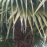 Ice