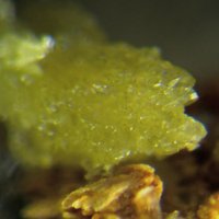Ottoite