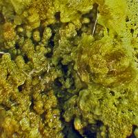 Calcioferrite