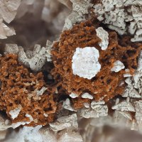 Caryopilite, Rhodochrosite