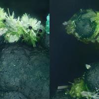 Agardite-(Ce), Olivenite, Arseniosiderite