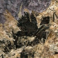 Umbozerite, Serandite, Ussingite