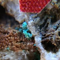 Sabelliite