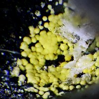 Ecdemite