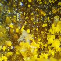 Rabejacite, Gypsum