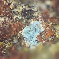 Carrboydite
