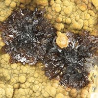 Earlshannonite, Mitridatite