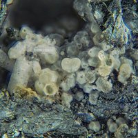 Galloplumbogummite, Otjisumeite, Chalcocite