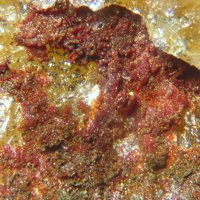 Carminite