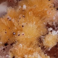Carlhintzeite