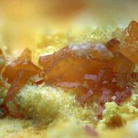Agrinierite