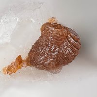 Raspite