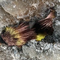 Ianthinite, Schoepite