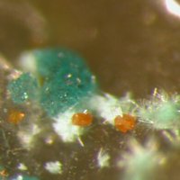 Eckhardite, Markcooperite, Housleyite