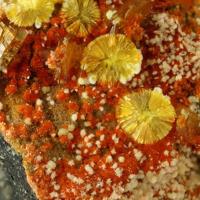 Umohoite, Calcurmolite, Uranophane