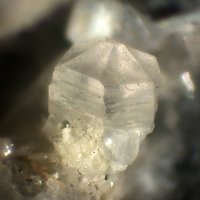 Farneseite