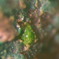 Bairdite, Fuettererite