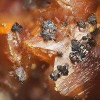 Raguinite, Orpiment