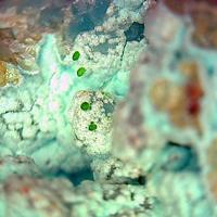 Barahonaite-(Al), Conichalcite