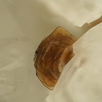 Rappoldite