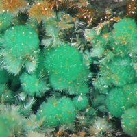 Eckhardite, Markcooperite