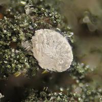 Calcioancylite-(Nd)
