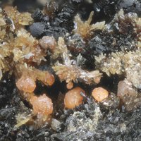 Jahnsite-(CaMnMn), Jahnsite-(CaMnFe), Rockbridgeite