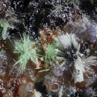 Agardite-(La), Fluorite