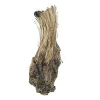 Balangeroite